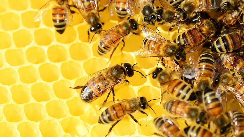 «Пчеловоды – «особая каста», они видят только пчел и цветы»: алтайские аграрии ответили на претензии пасечников
