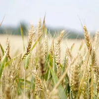 «У наших переработчиков выросли крылья»: представители аграрного сектора Алтайского края оценили федеральные ограничения на экспорт зерновых