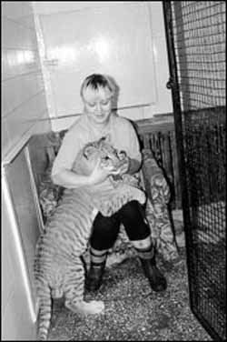 В новосибиском зоопарке решили сэкономить на хищном жилом
фонде. как результат - необычное пополнение: дитя любви тигрицы и
льва.