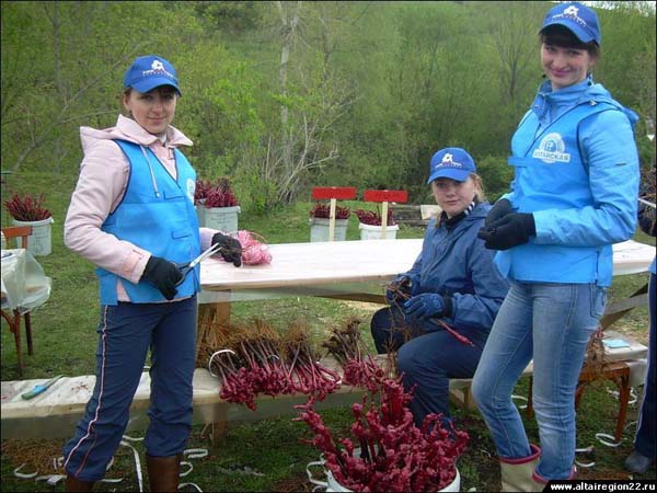 С благословения губернатора и РПЦ в Алтайском крае намерены
выращивать французский виноград даже позднеспелых сортов.