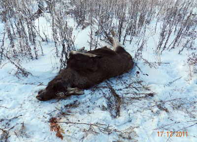  На Алтае Кислухинский заказник стал площадкой для безнаказанного браконьерства:  
с начала 2012 года здесь охотились на джипах, снегоходах, вертолёте и застрелили 
шестерых лосей. 