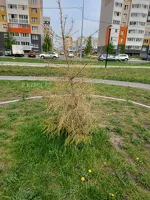 Последствия озеленения в районе улиц Взлетной и Ускова