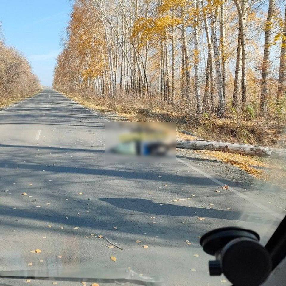 В Барнауле упавшее дерево придавило насмерть велосипедистку | 11.10.2023 |  Барнаул - БезФормата