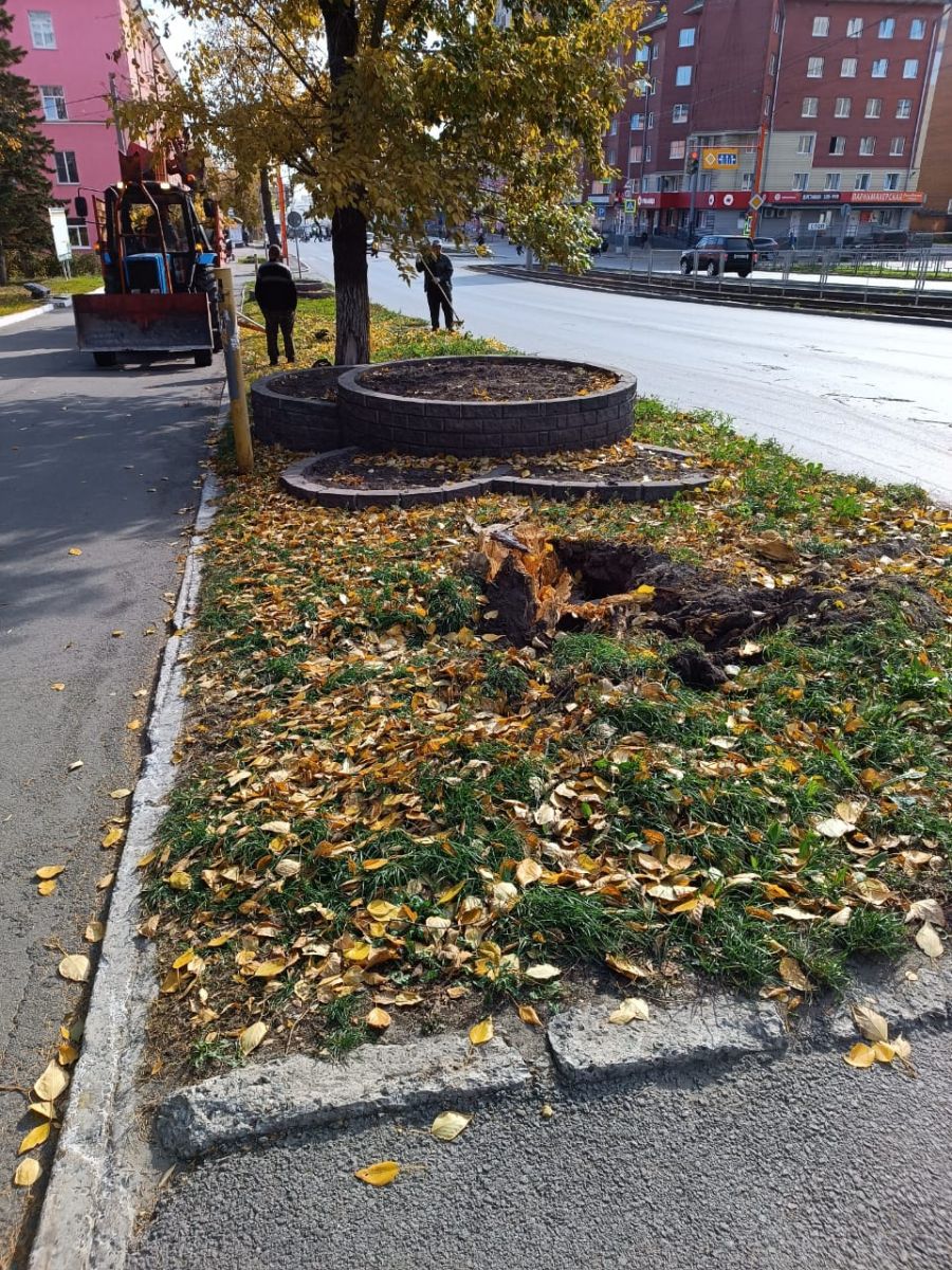 В Барнауле упавшее дерево придавило насмерть велосипедистку | 11.10.2023 |  Барнаул - БезФормата