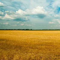 «Заниматься реализацией сейчас очень сложно»: на что рассчитывают алтайские аграрии в 2023 году?