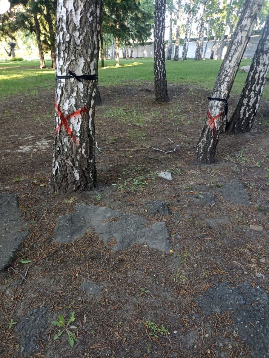 «Скверные» обрезки: власти Барнаула объяснили красные метки на деревьях в зеленой зоне