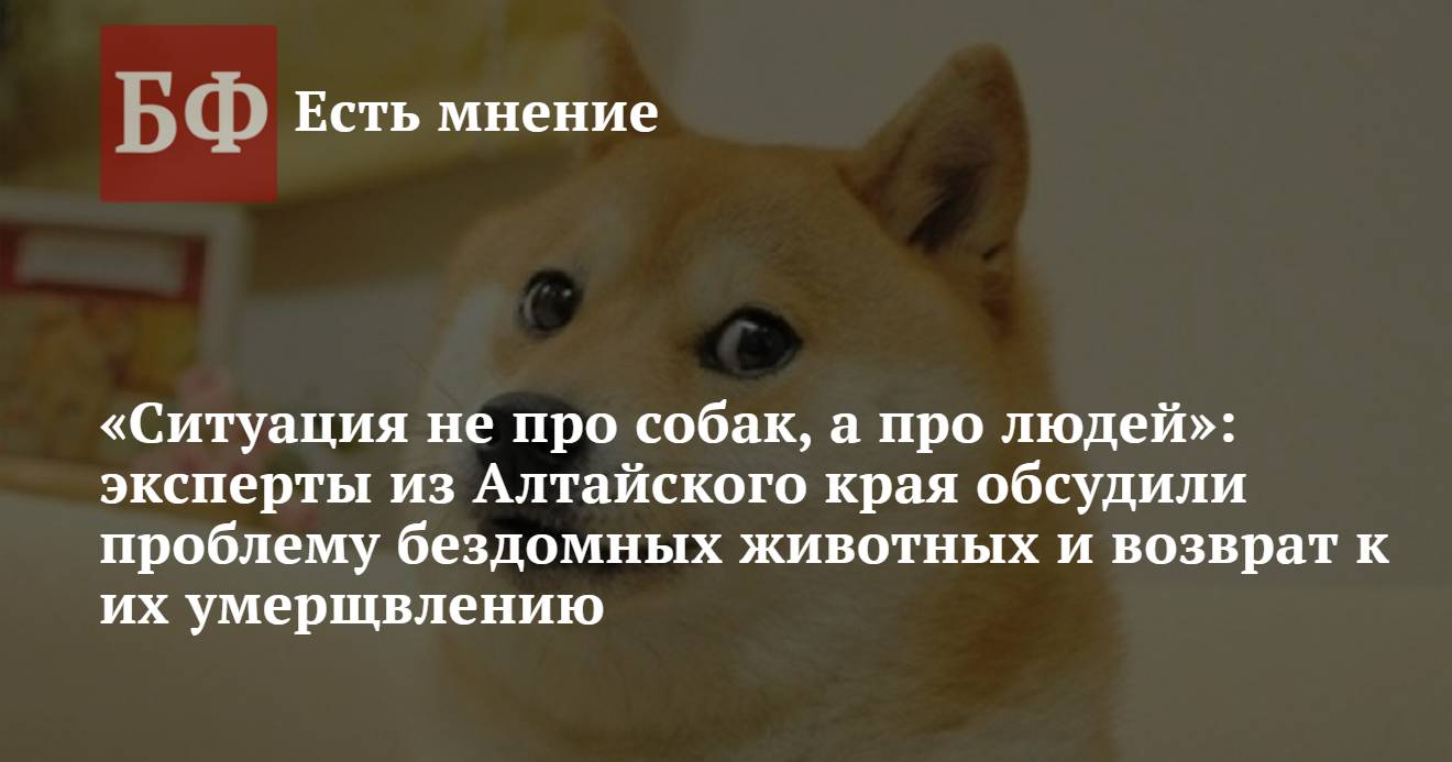 Ситуация не про собак, а про людей»: эксперты из Алтайского края обсудили  проблему бездомных животных и возврат к их умерщвлению