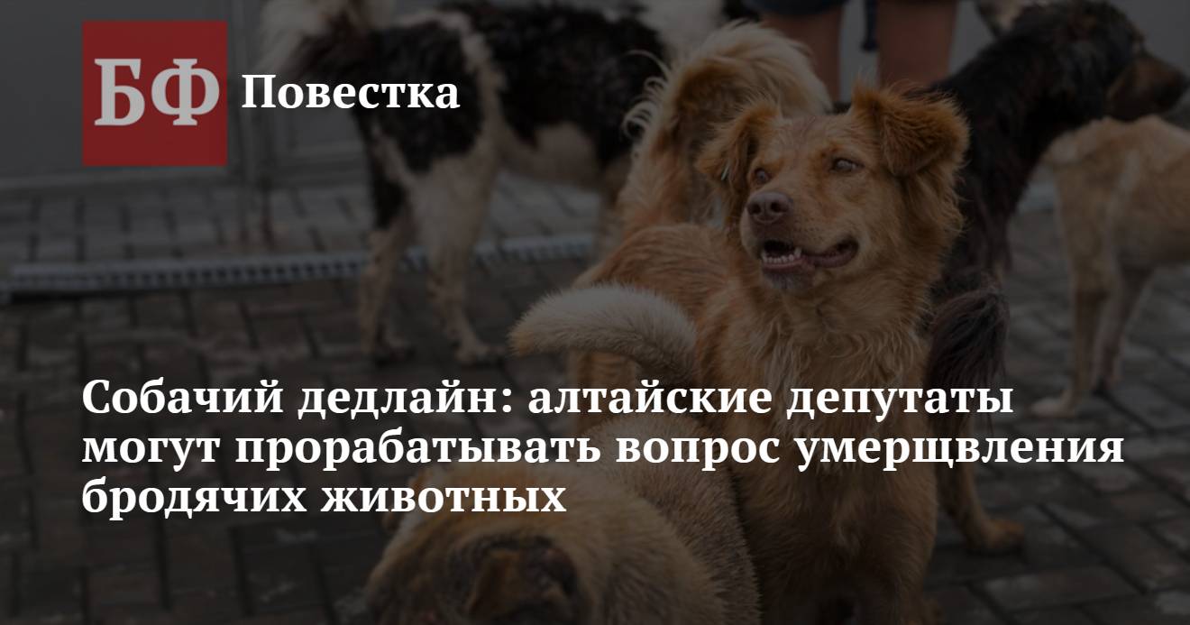 Собачий дедлайн: алтайские депутаты могут прорабатывать вопрос умерщвления  бродячих животных