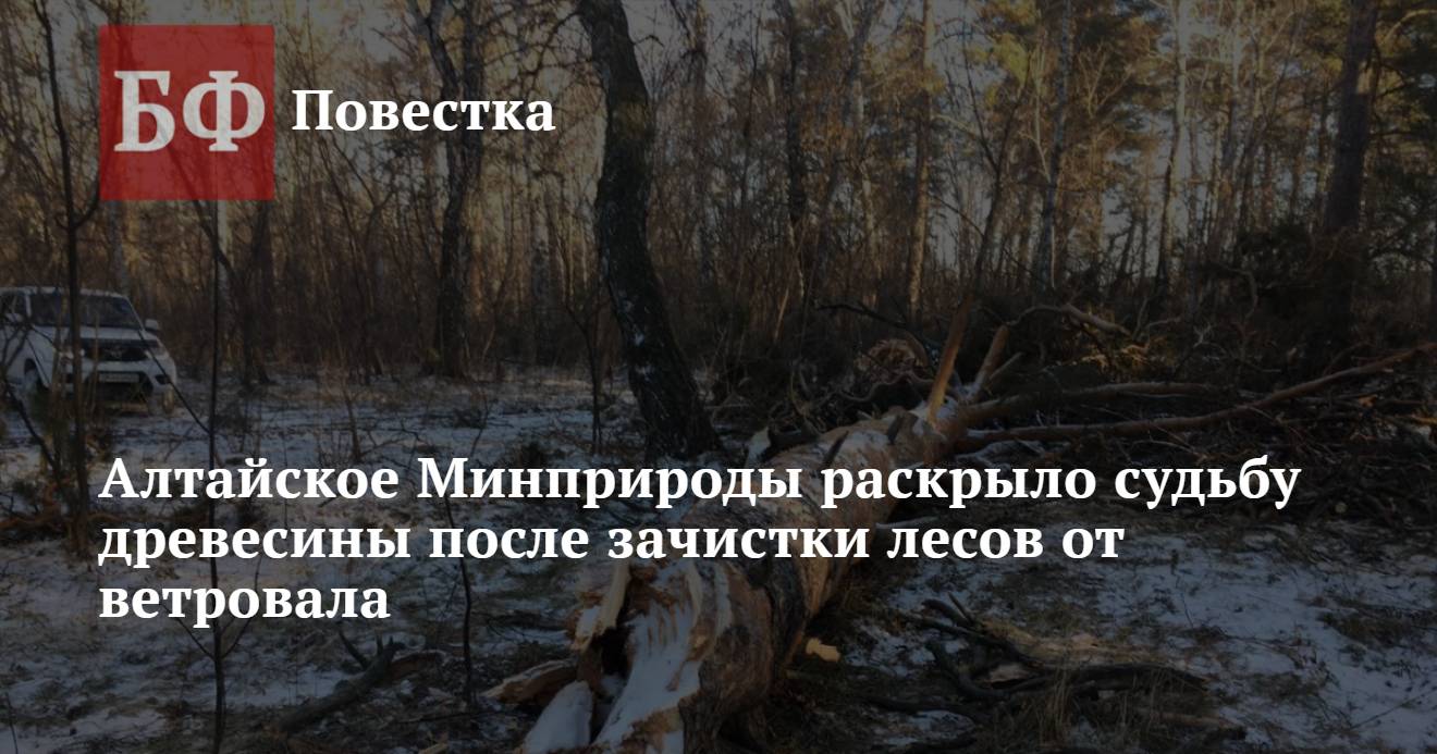 Алтайское Минприроды раскрыло судьбу древесины после зачистки лесов от  ветровала